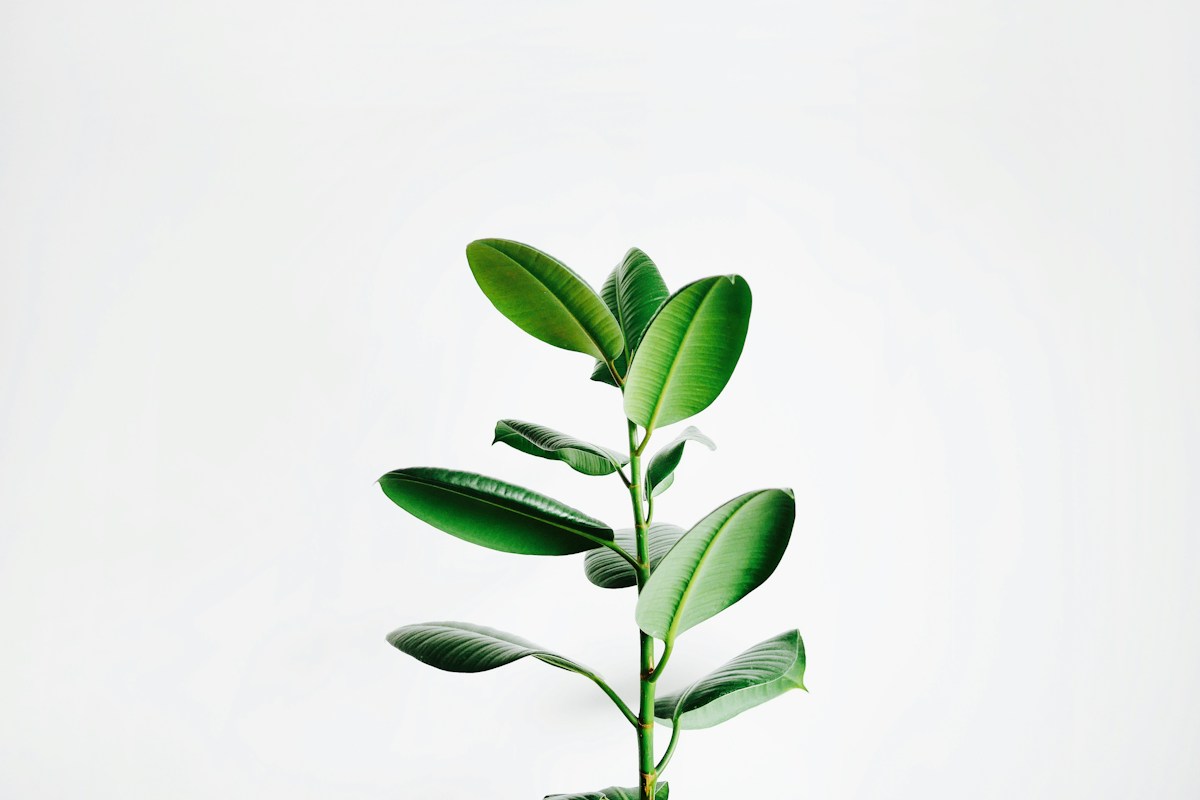 Agricultural products